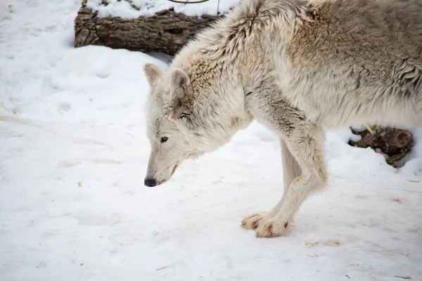 Portrait of a white arctic wolf in the winter forest. An old wolf with a sad look