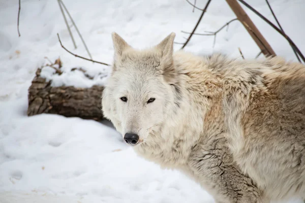 Portrait of a white arctic wolf in the winter forest. An old wolf with a sad look