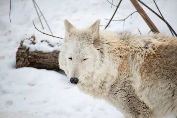 Portrait of a white arctic wolf in the winter forest. An old wolf with a sad look