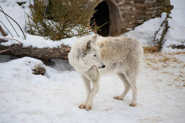 Portrait of a white arctic wolf in the winter forest. An old wolf with a sad look