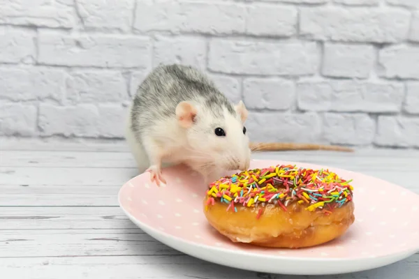 黑白老鼠吃甜甜甜圈糕点 不是在饮食上 — 图库照片