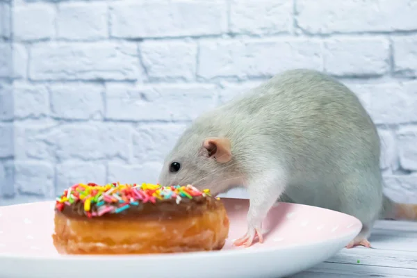 灰鼠吃甜甜甜圈糕点 不是在饮食上 — 图库照片