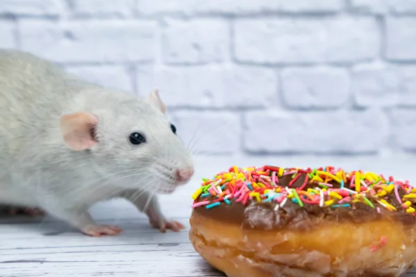 灰鼠吃甜甜甜圈糕点 不是在饮食上 — 图库照片