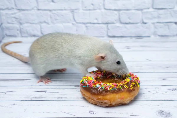 Gri sıçan tatlı çörek yiyor. Diyette değil. Doğum gününde.