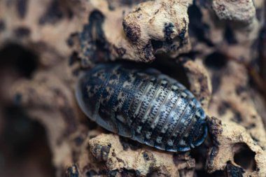 Uzun bıyıklı hamamböceği ya da böcek yakından. Grieg 'in gözleri. Makro