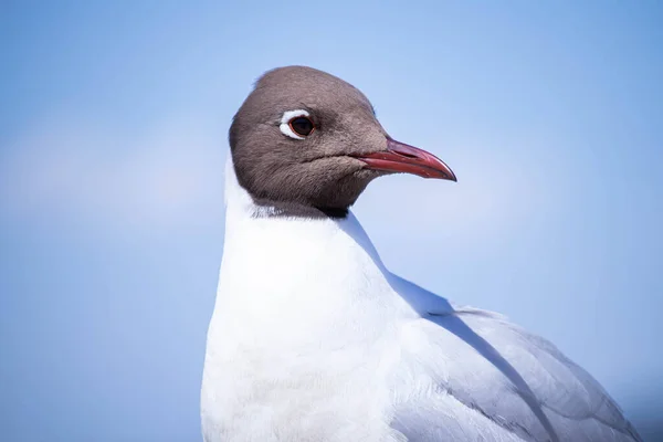 Wassergeflügel Möwen Aus Nächster Nähe Porträt Federvieh Vogelkopf — Stockfoto