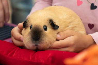 A cute rodent guinea pig is sitting in the hands of a child.