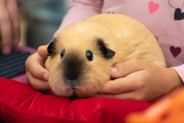 A cute rodent guinea pig is sitting in the hands of a child.