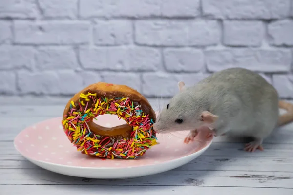 灰鼠嗅了嗅 吃了一个甜的色彩艳丽的甜甜圈 不是在节食 — 图库照片