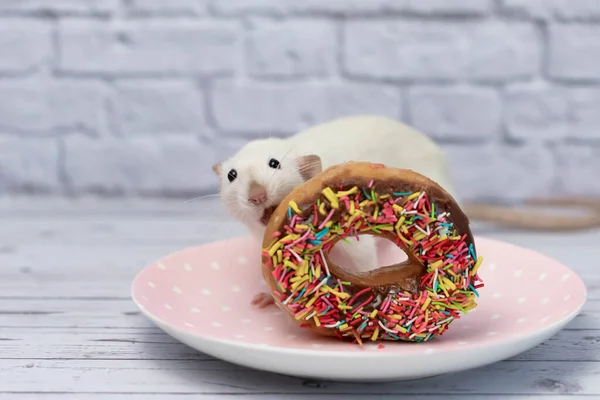 Die Weiße Ratte Schnüffelt Und Frisst Einen Süßen Bunten Donut — Stockfoto