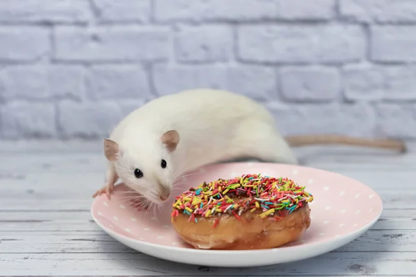 这只白鼠嗅了嗅 吃了一个甜的色彩艳丽的甜甜圈 不是在节食 — 图库照片