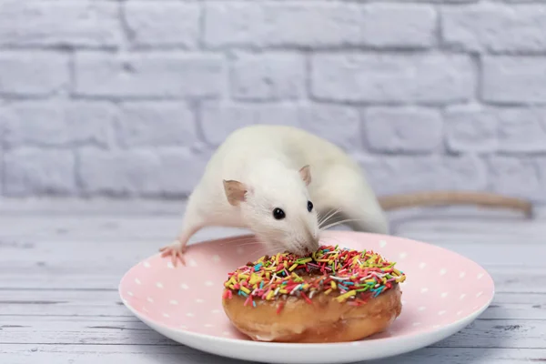 这只白鼠嗅了嗅 吃了一个甜的色彩艳丽的甜甜圈 不是在节食 — 图库照片