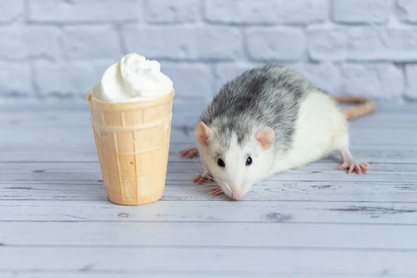 Cute Rat Sits Next Waffle Cup White Ice Cream Rodent — Photo