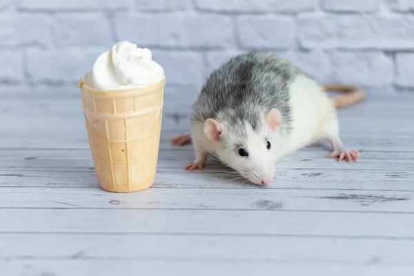 Симпатичная Крыса Сидит Рядом Вафельной Чашкой Белым Мороженым Грызун Нюхает — стоковое фото