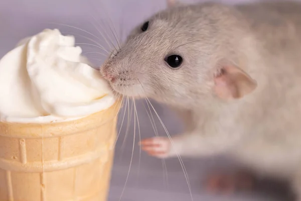 Una Rata Linda Sienta Lado Una Taza Gofres Con Helado — Foto de Stock