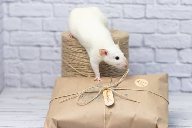 Kraft kağıdına sarılı küçük şirin beyaz sıçan bir hediyeye oturur. Yakınlarda bir sicim rulosu duruyor..