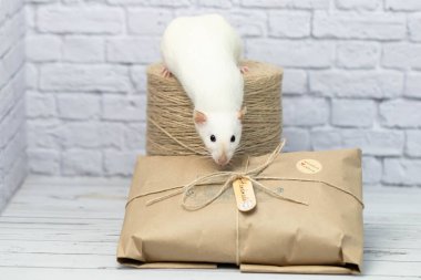 Kraft kağıdına sarılı küçük şirin beyaz sıçan bir hediyeye oturur. Yakınlarda bir sicim rulosu duruyor..