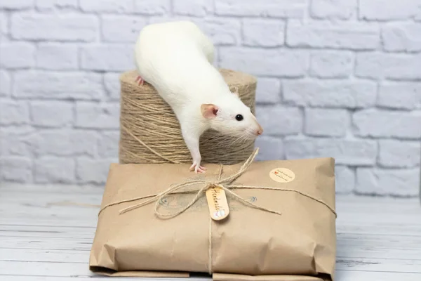 Маленькая Милая Белая Крыса Сидит Подарке Завернутом Крафтовую Бумагу Рядом — стоковое фото