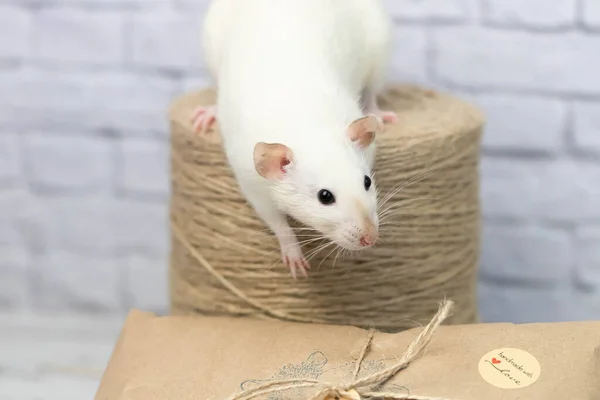 Маленькая Милая Белая Крыса Сидит Подарке Завернутом Крафтовую Бумагу Рядом — стоковое фото