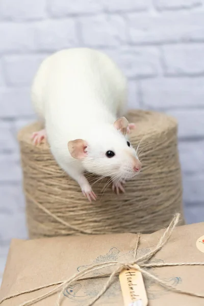 Petit Rat Blanc Mignon Assis Sur Cadeau Enveloppé Dans Papier — Photo