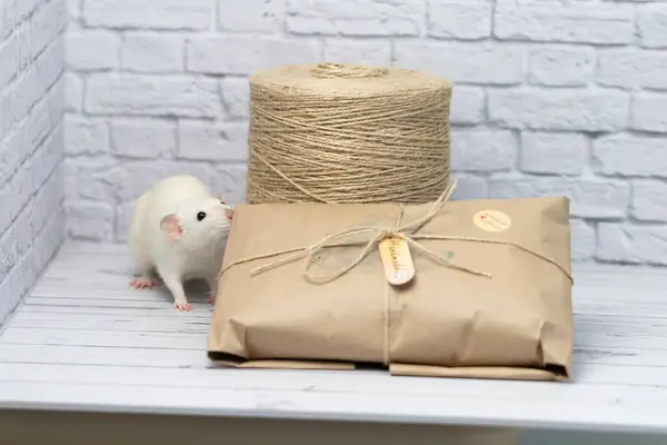 Kleine Süße Weiße Ratte Sitzt Auf Einem Geschenk Das Kraftpapier — Stockfoto