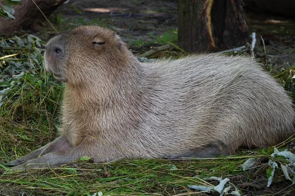 Den Största Gnagaren Capybaran Ligger Det Gröna Gräset Capybaran Kisar — Stockfoto