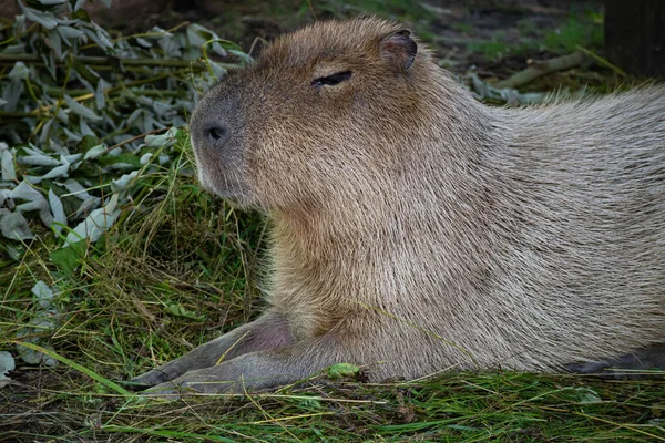 Maior Roedor Capivara Está Grama Verde Capivara Agita Contra Sol — Fotografia de Stock