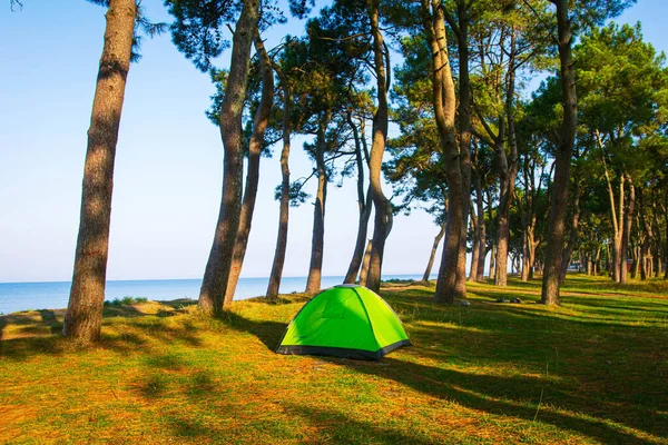 Grüne Zelte Stehen Grüner Wilder Natur Schwarzen Meer Rundherum Kiefern — Stockfoto