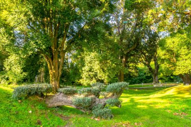 Shekvetii 'deki Dendroloji parkında çeşitli yeşil ağaçlar. Georgia.2020.