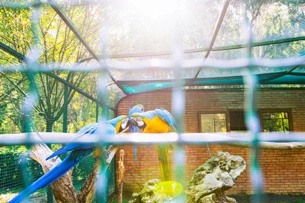 Barátságos Bue Sárga Arapapagáj Papagájok Csók Háttérben Kerítés Mögött Dendrológiai — Stock Fotó