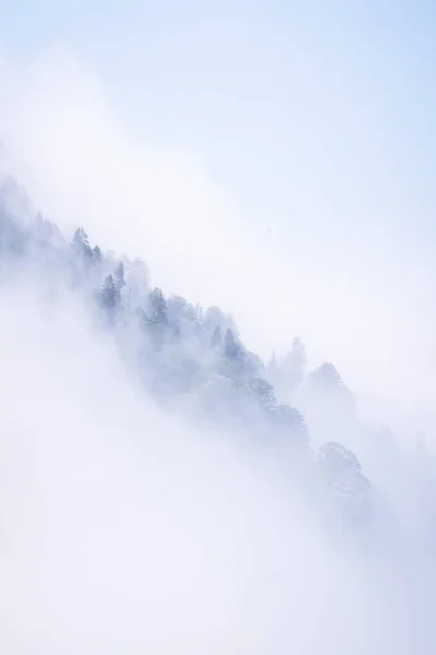 Vista Artística Las Copas Árboles Forestales Aislados Niebla Imagen Fondo —  Fotos de Stock