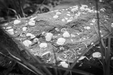 Pantishara, Vashlovani Ulusal Parkı 'ndaki taştaki kabuk fosillerinin manokrom arka plan görüntüsü