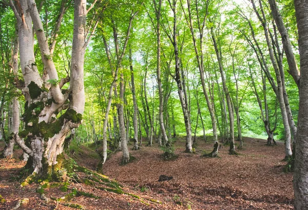 Sabaduri Lesní Stromy Během Dne Podzimním Listím Zemi Unikátní Fauna — Stock fotografie