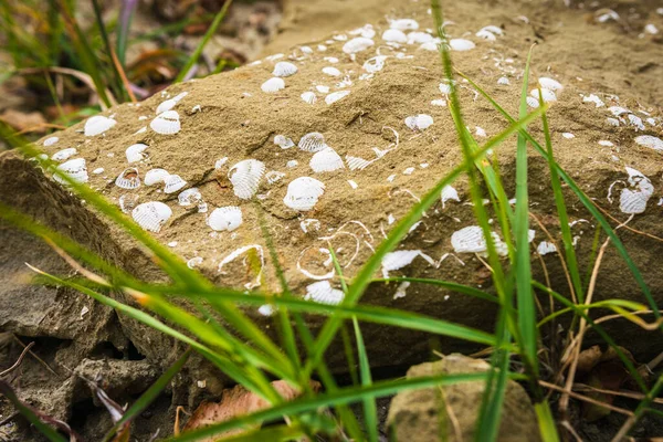 Close up of prehistorical artifacts-shell fossils in stone in Pantishara - Datvis khevi valley in Vashlovani national park