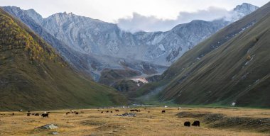 Kahverengi ve siyah inekler açık alanda çarpıcı bir dağ manzarasına sahipler. Truso Vadisi. KAzbegi Milli Parkı