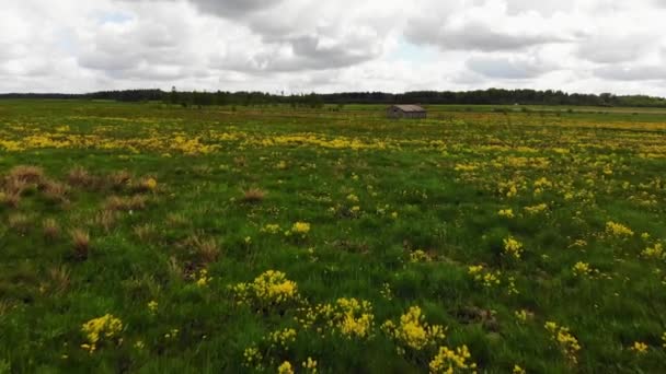 Campo Verde Com Flores Amarelas Selvagens Lituânia Campo Com Casa — Vídeo de Stock
