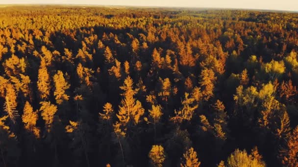 Aerial View Coniferous Forest Autumn Colors Eastern Europe Lithuania — Stock Video