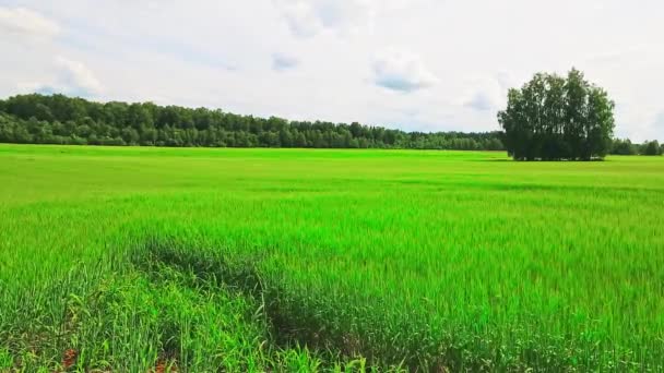 Malownicze Statyczny Czas Upływ Czasu Widok Zielone Pole Pszenicy Litwie — Wideo stockowe