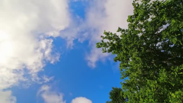 Vista Estática Céu Com Nuvens Passando Fundo Azul Céu Folhas — Vídeo de Stock