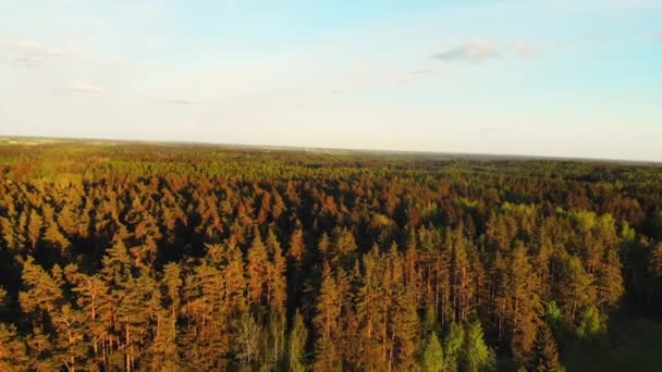 Aerial Cinematic Top View Dennenbos Natuur Litouwen Platteland Prachtige Rustige — Stockvideo