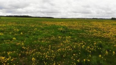 Kırsal kesimde kır papatyalarıyla yeşil tarlaların üzerinden uç.