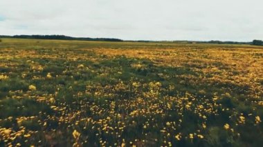 Kırsal kesimde kır papatyalarıyla yeşil tarlaların üzerinden uç.