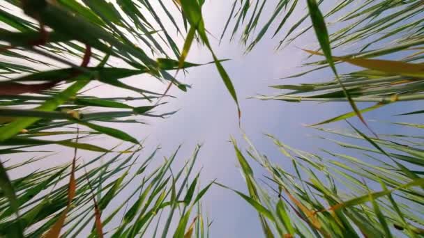 Niedriger Winkel Ansicht Weizen Ernte Grüne Pflanzen Luftigem Wetter Mit — Stockvideo