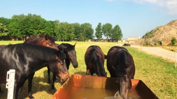 Zavřete Vzácné Koně Zemaitukai Stud Farm Naisiai Litva Staré Známé — Stock video