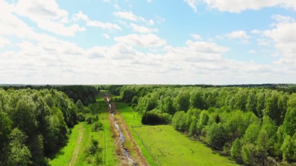 Luftaufnahme Wiese Und Grüner Frühlingswald Filmischer Sommerhintergrund Bewegung Typische Ländliche — Stockvideo