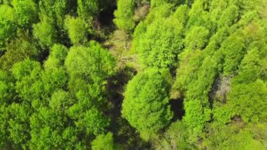Yeşil orman açık havada güneşli yaz günlerinde panorama manzarasının tepesinde. Litvanya ve Baltık 'ta el değmemiş Doğu Avrupa doğası.