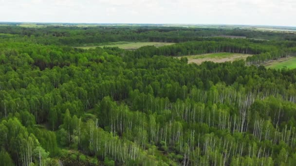 Cinematic Luchtfoto Uitzicht Groen Prachtig Bos Litouwen Landschap Groen Bossen — Stockvideo