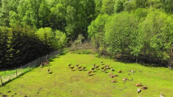 Panning Scenic View Domesticated Deers Raised Outdoors Isolated Fence Lithuania — Wideo stockowe