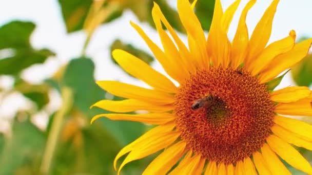 Vooraanzicht Honingbij Bedekt Met Stuifmeel Verzamelen Nectar Gele Zonnebloem Van — Stockvideo