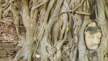 Bodhi ağaç köklerine gömülü antik Buda kafası Ayutthaya Tarih Parkı, Tayland 'daki Wat Mahathat tapınağında, doğa ve ruhanilik arasındaki uyumun sembolü, UNESCO Dünya Mirası.